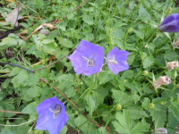 Campanula carpatica 5400 seeds PERENNIAL FLOWER #676#3 TUSSOCK BELLFLOWER BLUE 