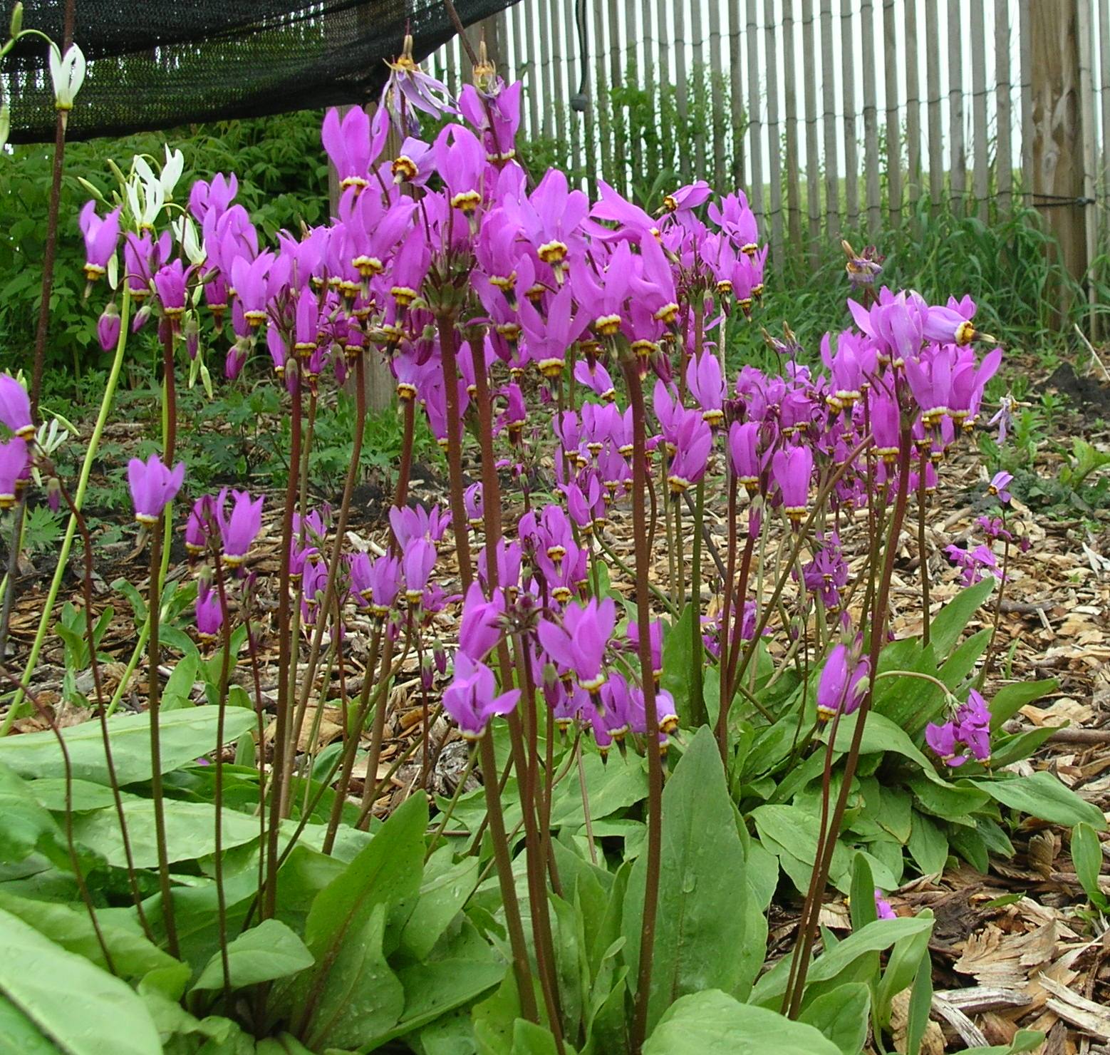 Shooting Star Dodecatheon Meadia