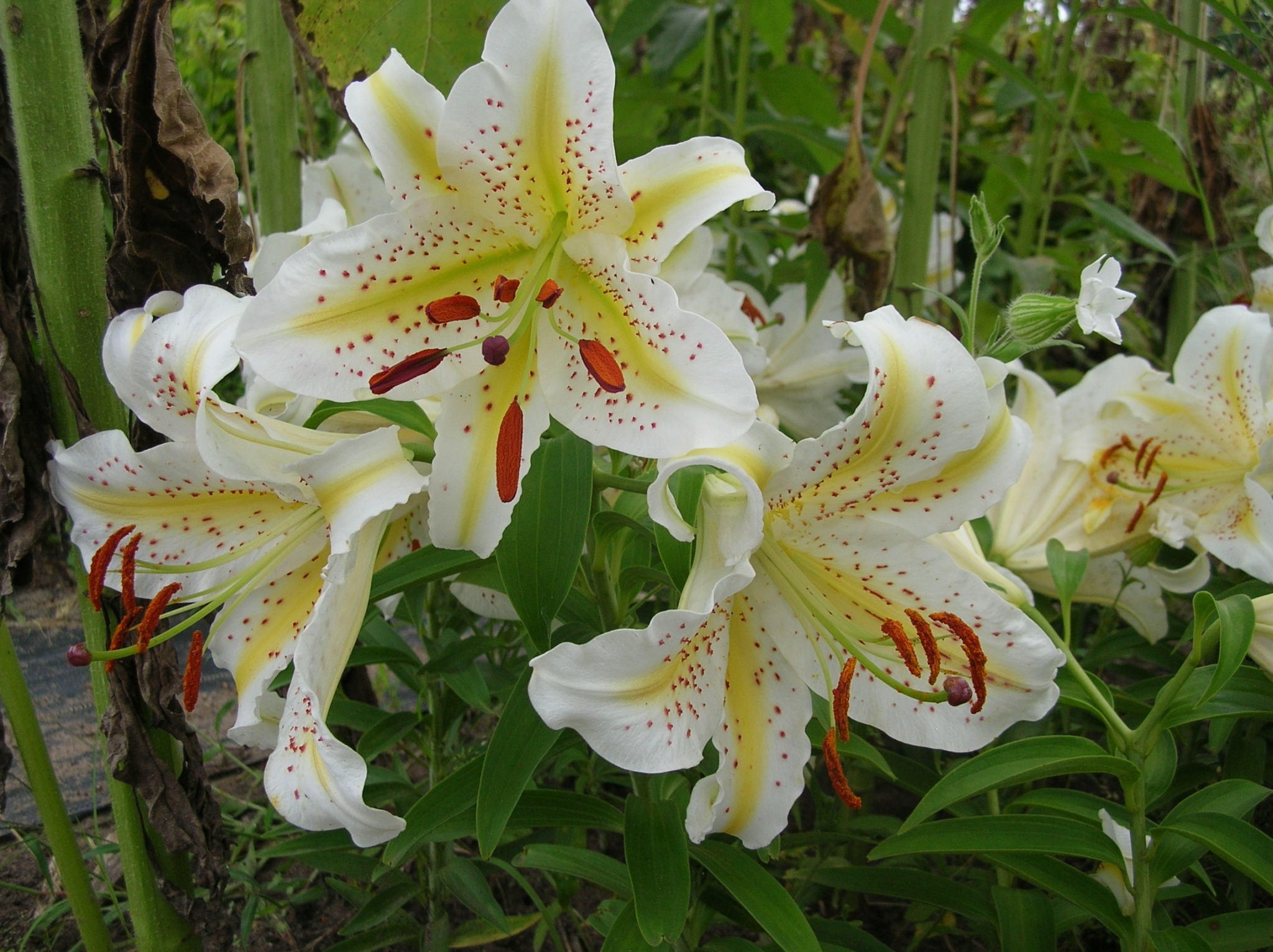 Lilium auratum Goldband lily Z 5-8 - Heritage Flower Farm