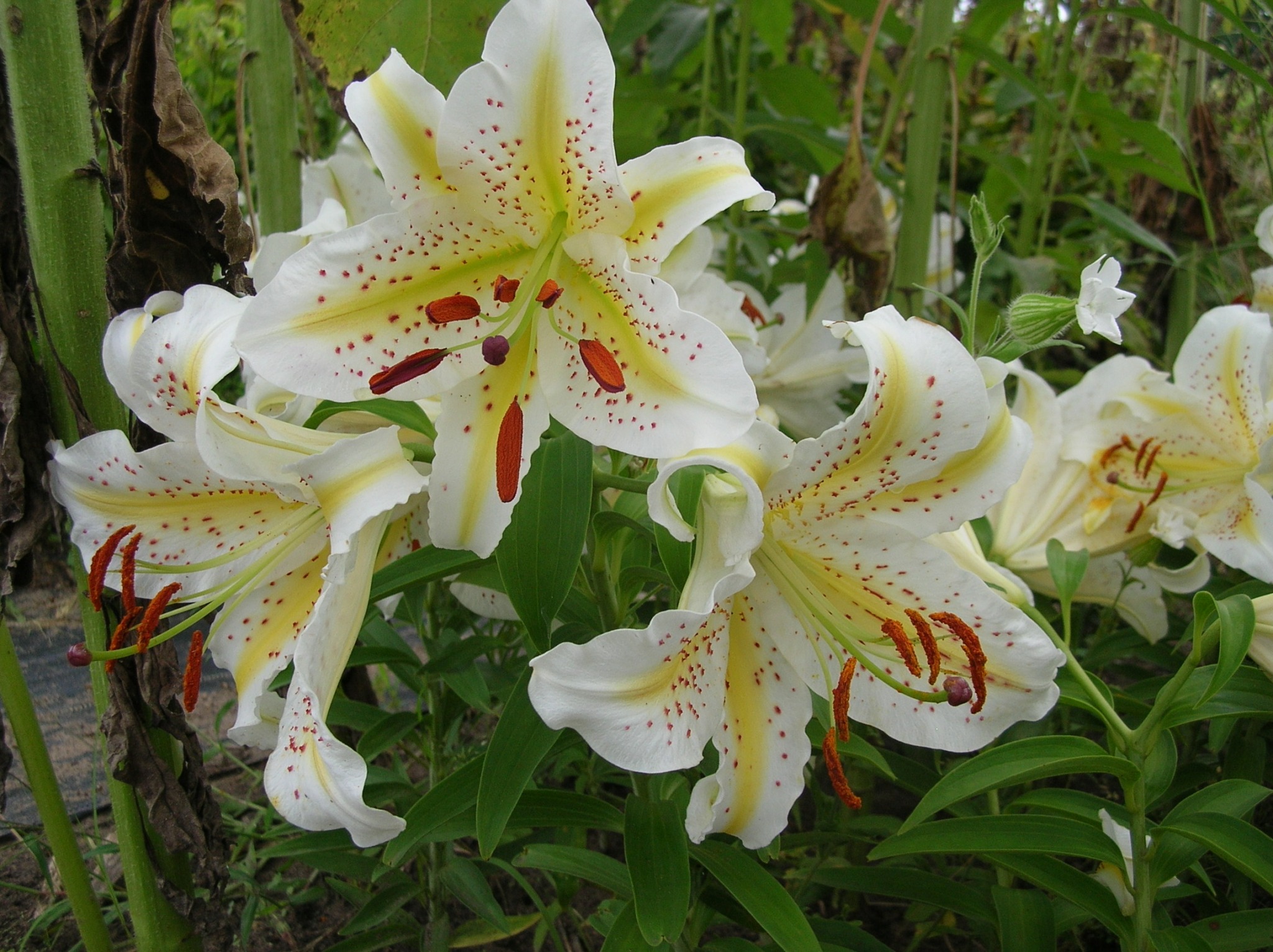 https://www.heritageflowerfarm.com/wp-content/uploads/2018/02/Lilium-auratum4.jpg