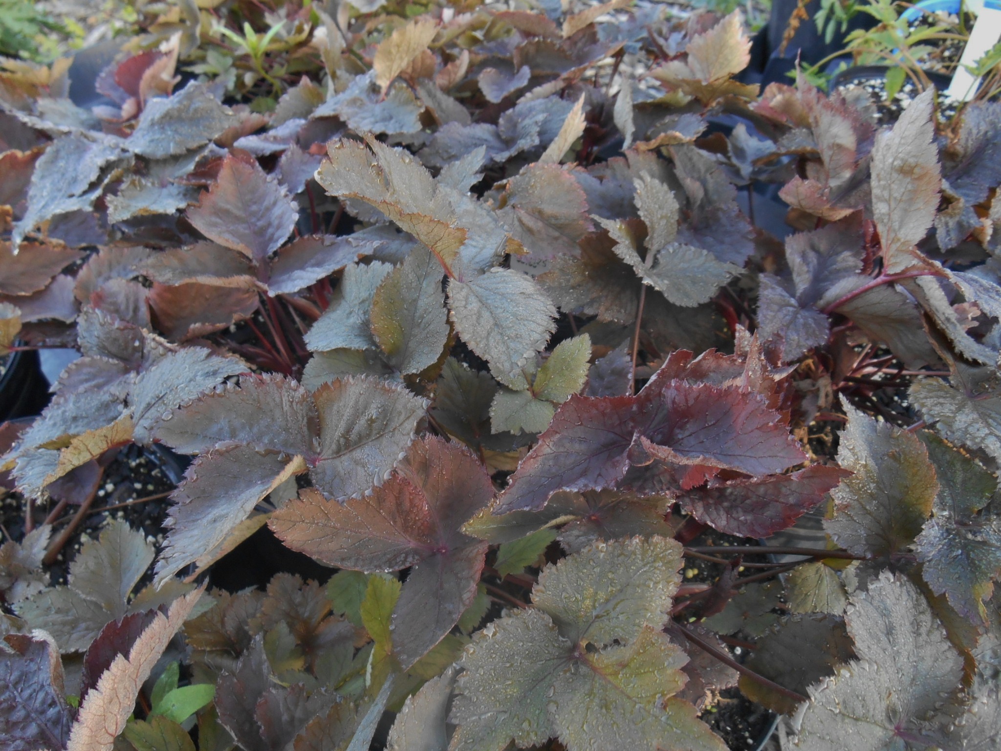 Semis de Cryptotaenia Cryptotaenia-japonica-Atropurpurea