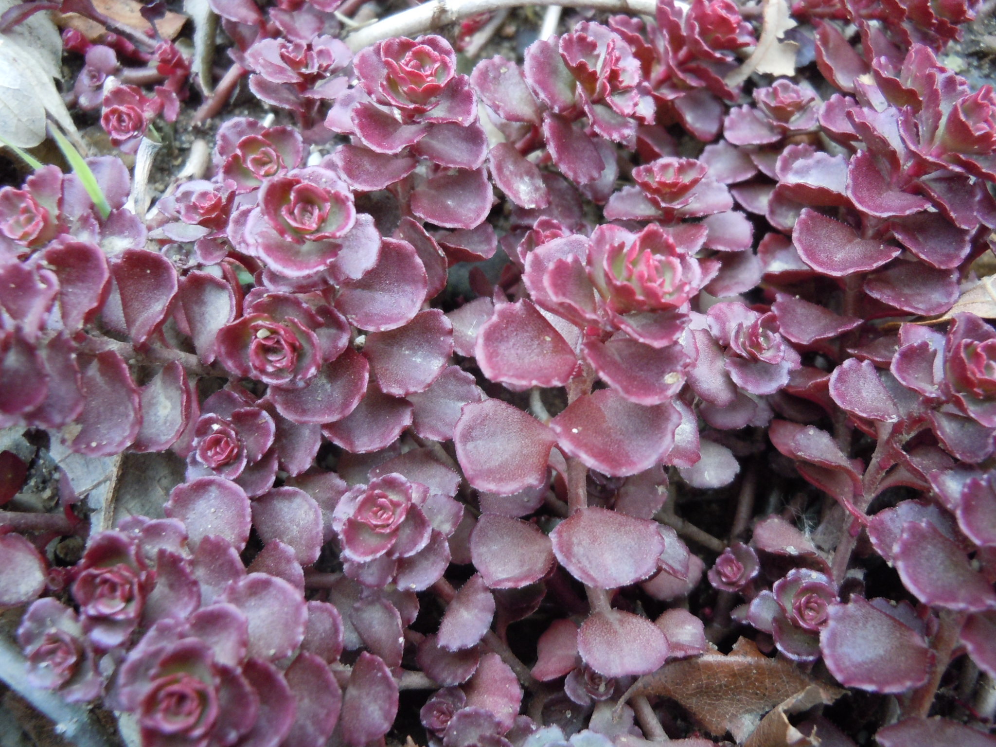 Sedum Spurium Coccineum Dragon S Blood Z 4 9 Heritage Flower Farm